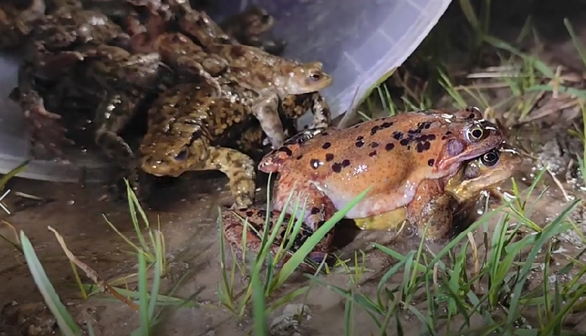 La nuit des grenouilles à Petit Caux